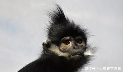 劳动局在线咨询微信