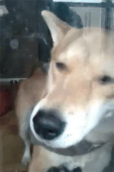 搞笑gif: 听说猫每次的跳跃都是经过计算的, 所以才这么精准