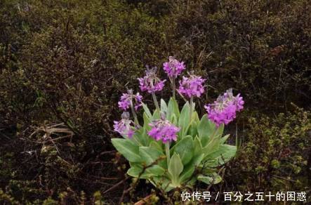 农村这种野草，名字很长，花朵让人着迷，怎知在民间是难得良药