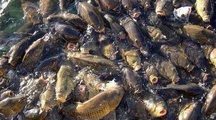 鲶鱼泛滥成灾, 为什么印度人宁愿吃土, 也不捞上