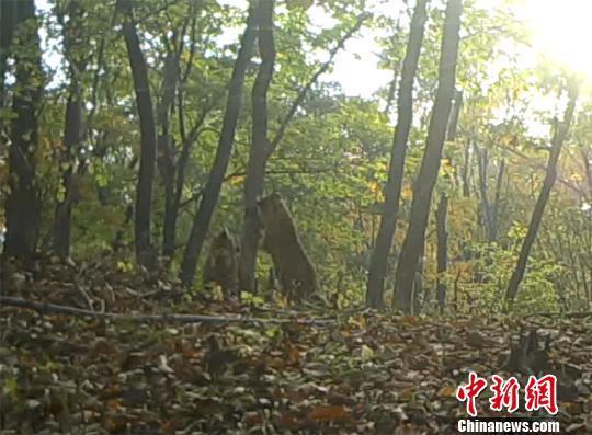t01ff2f6329cc822d27.jpg?size=540x397