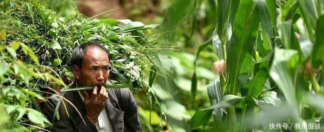 国家给农民发钱了! 农村这3类农民, 可凭证领补贴, 最高5万元!