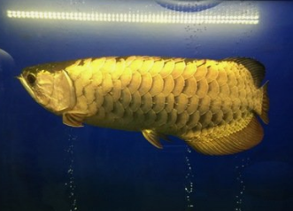 莆田二手魚缸出售信息最新消息（莆田二手魚缸出售信息最新消息電話） 祥龍魚場