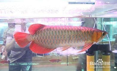 什么恐龍魚愛游動 水族問答