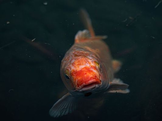 常州市彩阳壁挂水族装饰品有限公司第一分公司（江苏彩阳环保科技有限公司） 全国水族馆企业名录