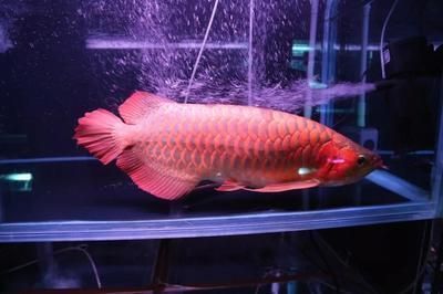 魚缸 陽光照不到魚怎么辦呀 水族問答