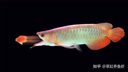 龍魚發(fā)白是什么原因?qū)е碌哪兀航o龍魚吃了三片土霉素會導(dǎo)致藥物過量嗎？ 龍魚百科 第5張