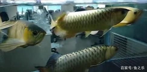 廈門千之帆水族有限公司：廈門千之帆水族有限公司怎么樣