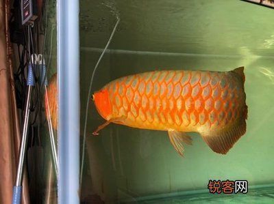 金龍魚食用植物調(diào)和油多少錢?（金龍魚食用植物調(diào)和油的功效與作用）