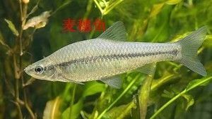 魚缸水有白霧什么原因造成的呢(魚缸的水有白霧怎么辦) 金龍魚糧