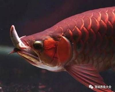 水族生態(tài)魚缸圖片大全集（水族生態(tài)魚缸圖片大全集高清） 祥龍進(jìn)口元寶鳳凰魚