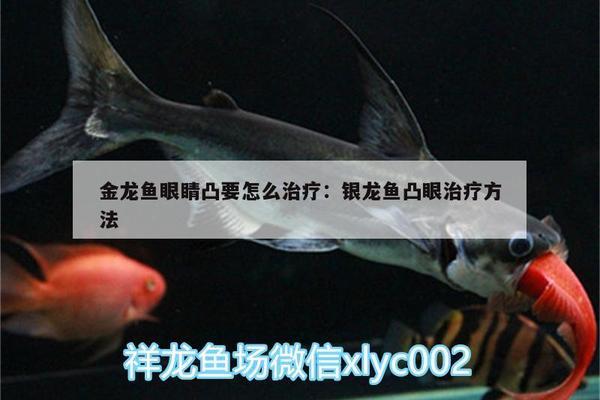 魚缸能放細(xì)沙嗎為什么 水族問答