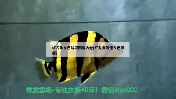 魚缸造景梯田怎么弄的（魚缸造景梯田怎么弄的好看）