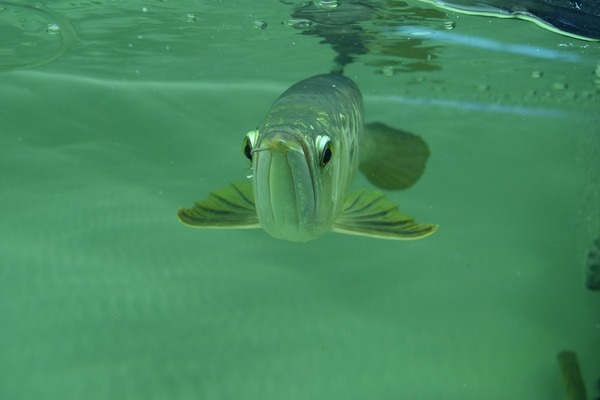 臨汾水族館金龍魚鱗片碰掉怎么辦？