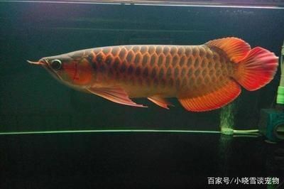 魚(yú)缸換水三天就黃了怎么回事兒 水族問(wèn)答