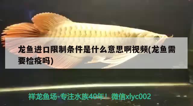 金昌觀賞魚市場(chǎng)新開的原生缸還沒下魚水面有好多泡是怎么一回事要怎么處理