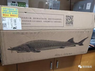 魚缸底濾改裝視頻（魚缸底濾怎么改裝）