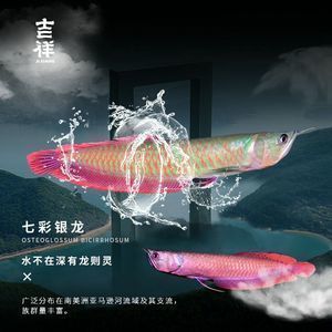 全自動(dòng)磁懸閥直滴式水族箱換水器的構(gòu)思·魚(yú)缸30時(shí)代