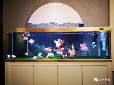 銅制品可以放入魚缸嘛為什么（銅制品可以放入魚缸嘛為什么呢）