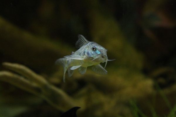 紅龍魚喂食量與喂食頻率有關(guān)系嗎為什么（紅龍魚喂食量與喂食頻率有關(guān)系嗎為什么）