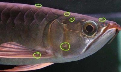 魚缸是打開蓋子還是蓋上好（魚缸蓋子是打開好還是蓋上好）