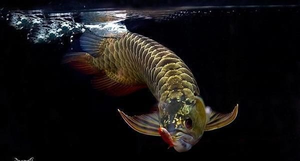 浦口區(qū)壹男水族館