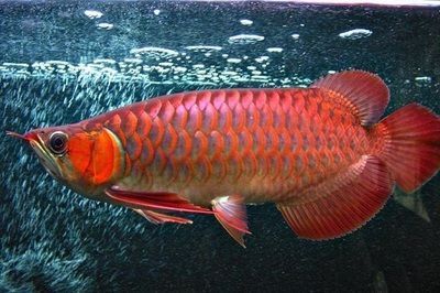 安陽水族館二龍水族