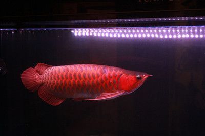 ?？谟^賞魚市場新缸養(yǎng)的魚