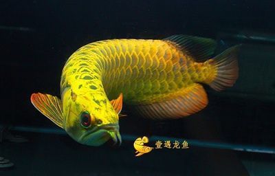 國內(nèi)品牌魚缸排名：國內(nèi)十大品牌魚缸