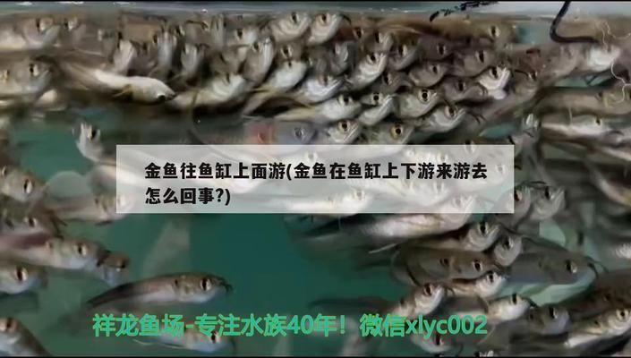 金魚缸裝飾簡單圖片（金魚缸裝飾簡單圖片大全）