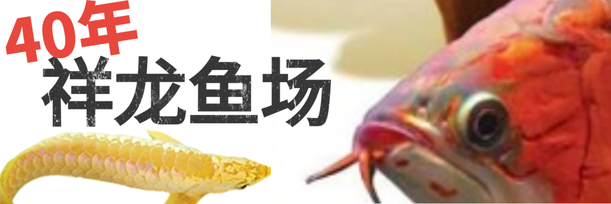 撫順魚缸修補(bǔ)師傅電話號(hào)碼查詢價(jià)格（撫順魚缸修補(bǔ)師傅電話號(hào)碼查詢價(jià)格是多少）