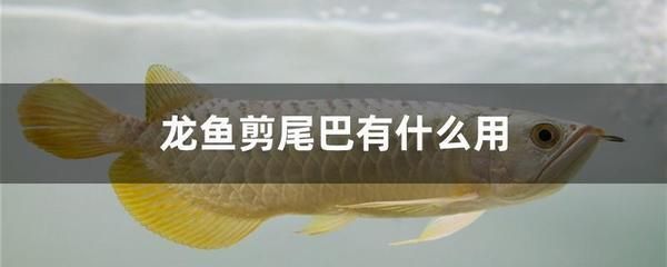 临沂水族批发市场几点开门啊几点关门啊（临沂水族批发市场几点开门啊几点关门啊）