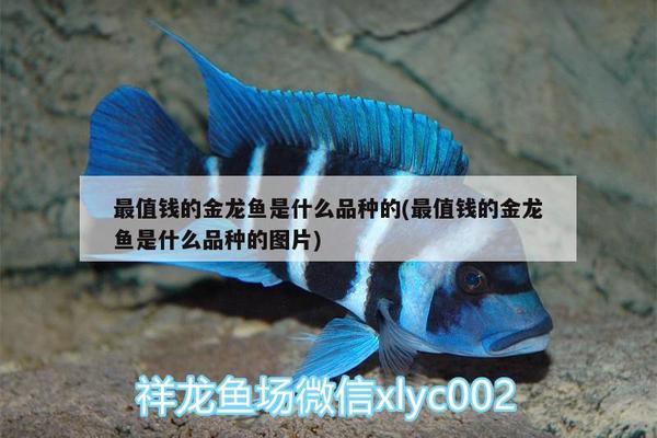 靈隱寺的魚為什么發(fā)光，錦鯉是如何分類的