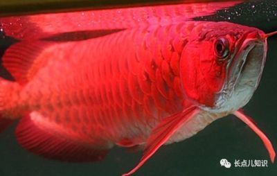 金翅帝王鼠魚好養(yǎng)嗎怎么養(yǎng) 金龍魚百科