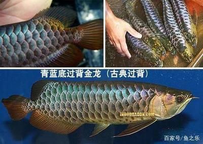 龍魚發(fā)色原理視頻教程圖片：關(guān)于龍魚發(fā)色原理的詳細(xì)解釋并展示了如何改變龍魚的顏色