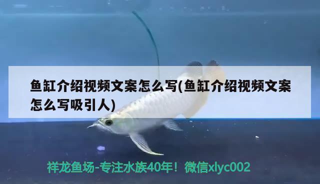 魚缸用什么背景紙好看