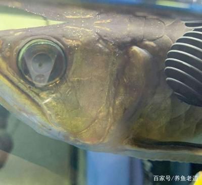 鯉魚養(yǎng)魚缸喂什么飼料比較好（鯉魚養(yǎng)魚缸喂什么飼料比較好呢）