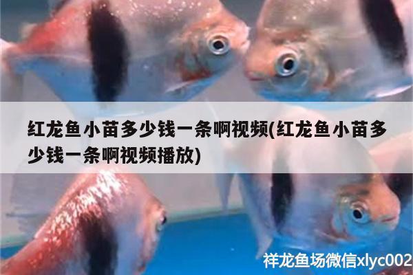 深海黑龍魚的圖片欣賞視頻（深海黑龍魚的圖片欣賞視頻大全）