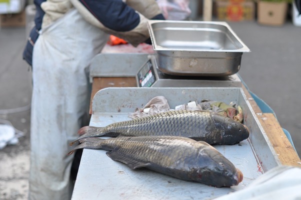 鼠魚雷龍（鼠魚雷龍混養(yǎng)）