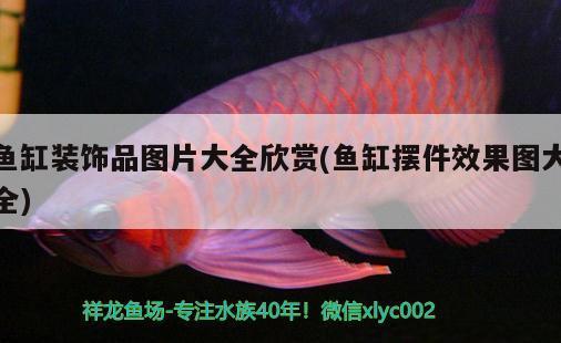 魚(yú)缸缸底鋪沙子有什么講究