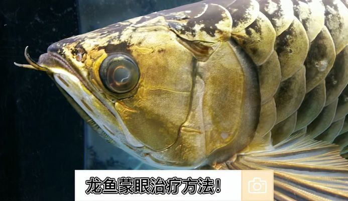 龍魚水霉病反復(fù)發(fā)作怎么辦用什么藥治療（龍魚水霉病反復(fù)發(fā)作怎么辦用什么藥治療） 龍魚疾病與治療