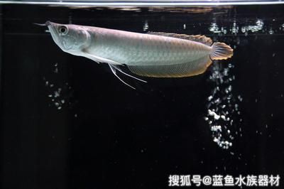 包頭魚缸批發(fā)市場（包頭魚缸批發(fā)市場在哪里）