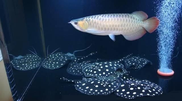 鯛魚圖片(大眼紅鯛魚圖片) 麥肯斯銀版魚