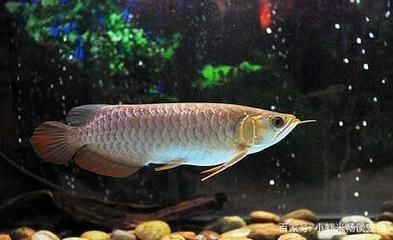 梅州市梅江區(qū)海云水族館（梅州市梅江區(qū)海云水族館電話）