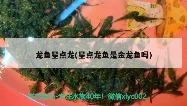 魚(yú)缸加熱棒品牌推薦：魚(yú)缸加熱棒品牌推薦大全