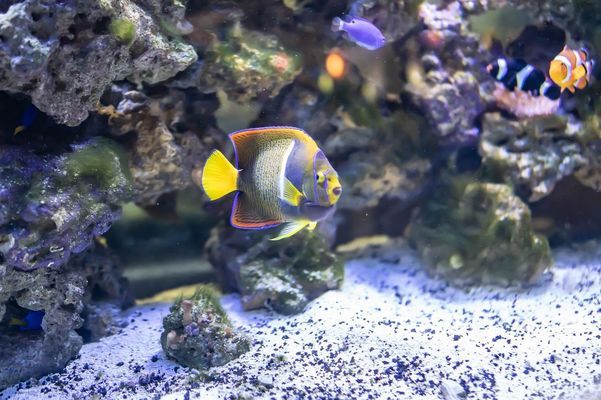 大型亞克力魚缸定制價格 水族問答