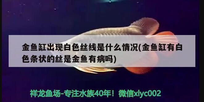 【邯鄲觀賞魚價格邯鄲觀賞魚圖片邯鄲觀賞魚轉(zhuǎn)讓】(邯鄲批發(fā)魚的地方) 泰國斗魚