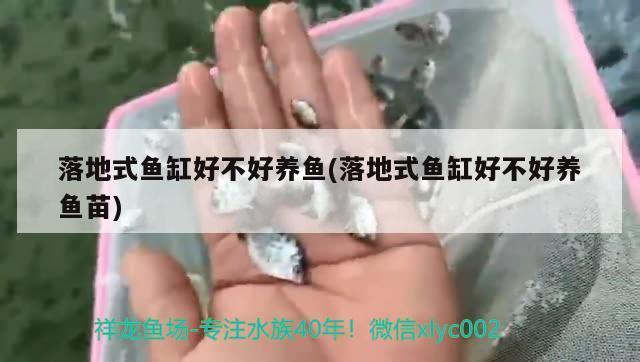 紅龍魚體型怎么可以變寬呢視頻 水族問答 第2張