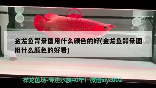 港口區(qū)雅魚居水族館（港口區(qū)雅魚居水族館電話） 全國水族館企業(yè)名錄