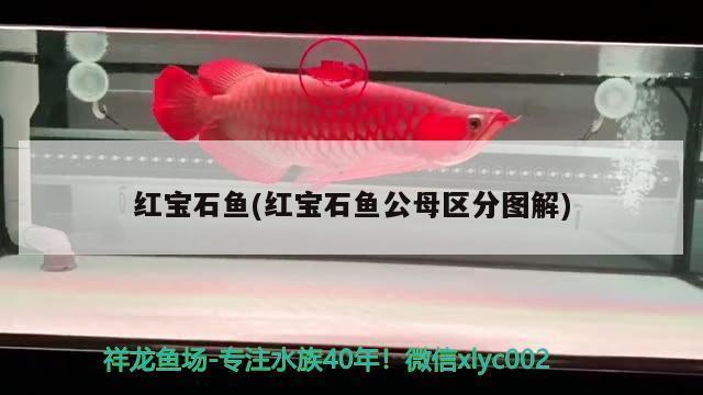 福建金龍魚公司地址電話，福建金龍魚公司在食品安全方面有哪些保障措施